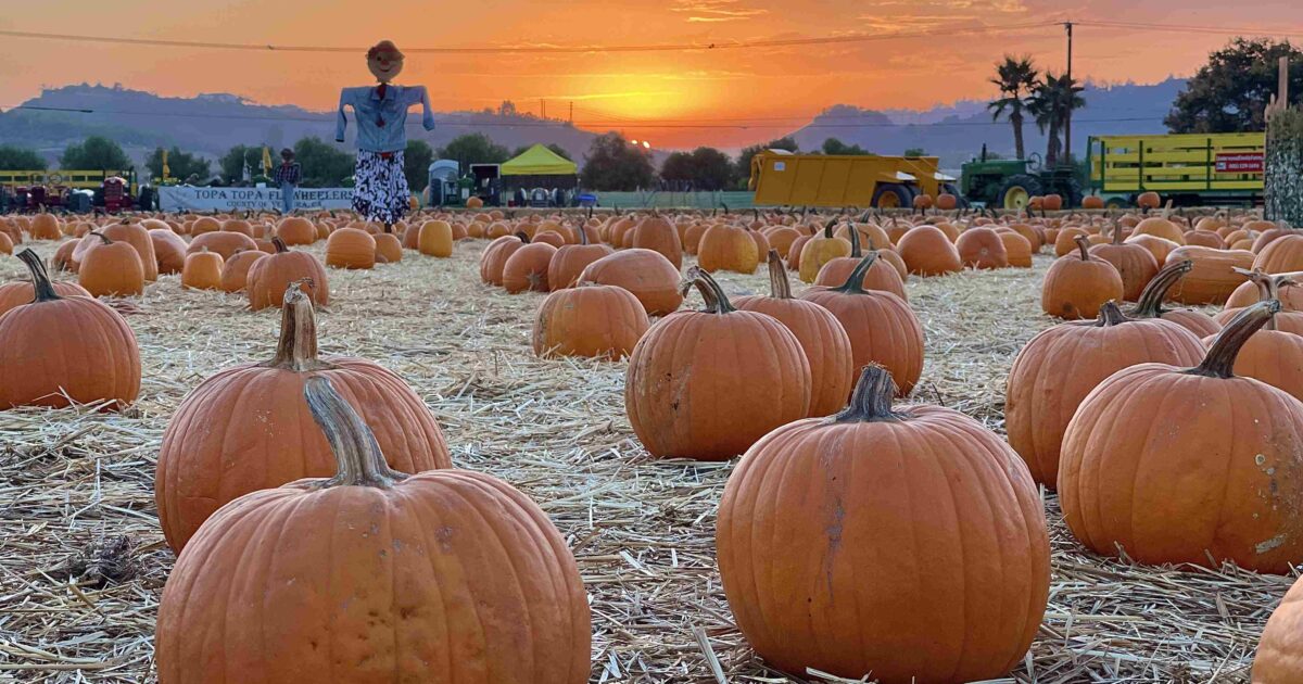 Pumpkin patch at dusk