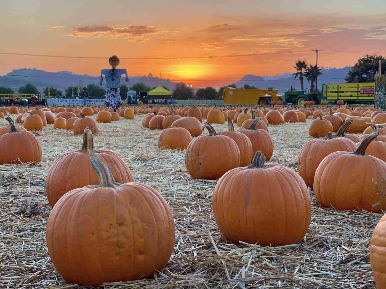 Pumpkin patch at dusk