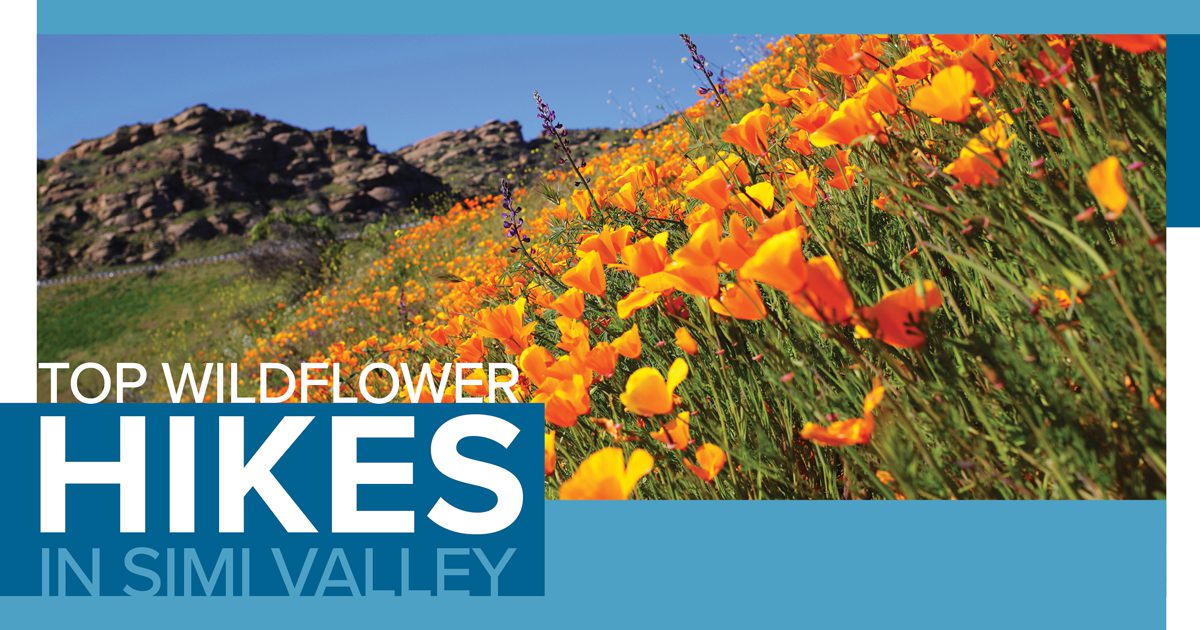 Top Wildflower Hikes In Simi Valley - Visit Simi Valley