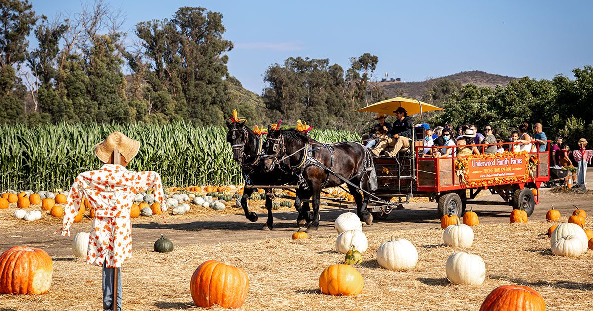 Fall Harvest activities at Underwood Family Farms